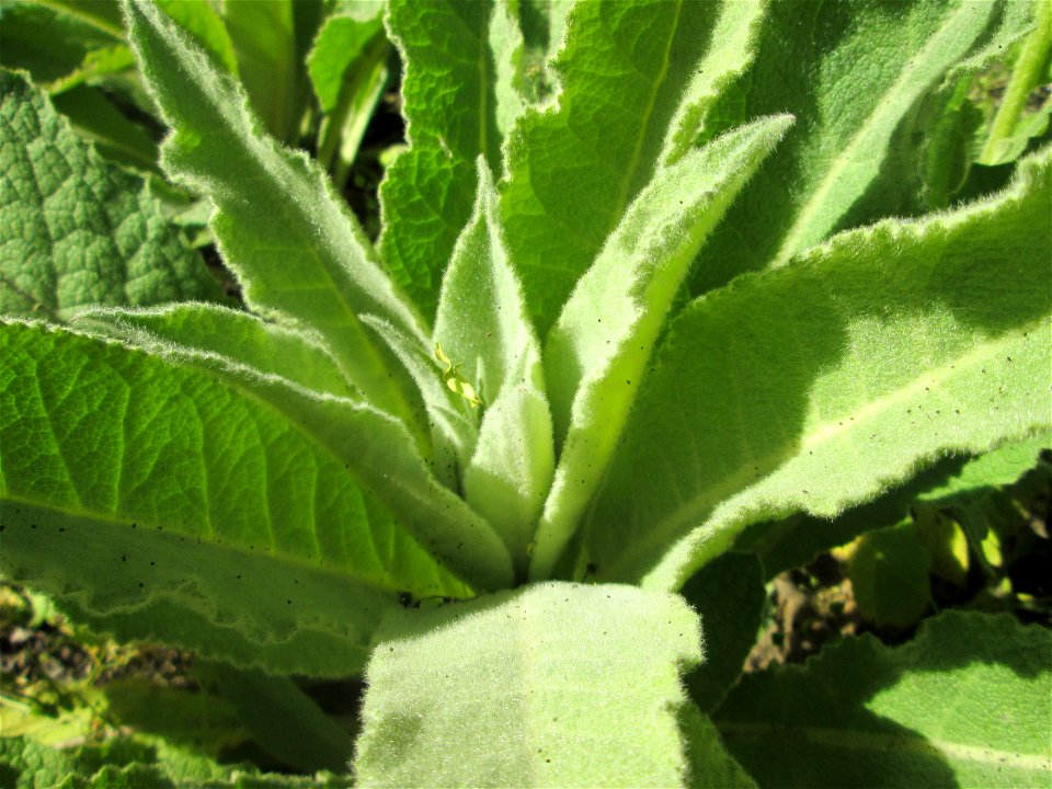 Grundblätter der Kleinblütigen Königskerze (Verbascum thapsus) am Rand einer Parkplatz-Fläche in Hockenheim