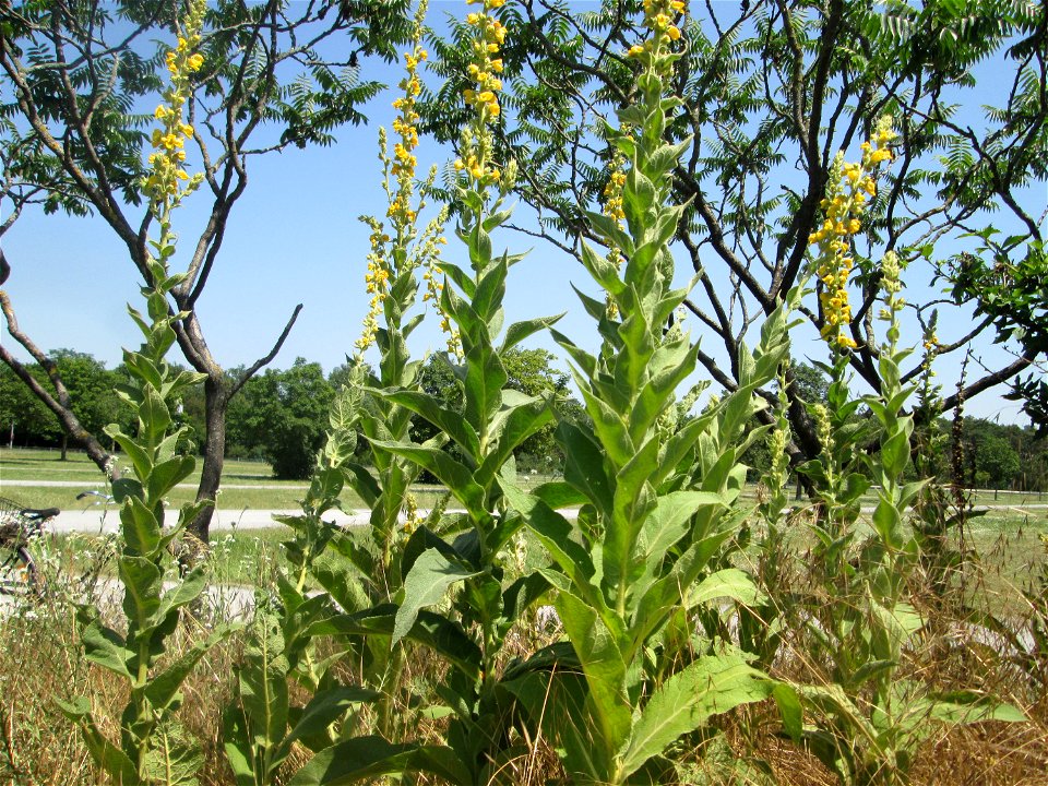 Kleinblütige Königskerze (Verbascum thapsus) an einer Parkplatzwiese in in Hockenheim