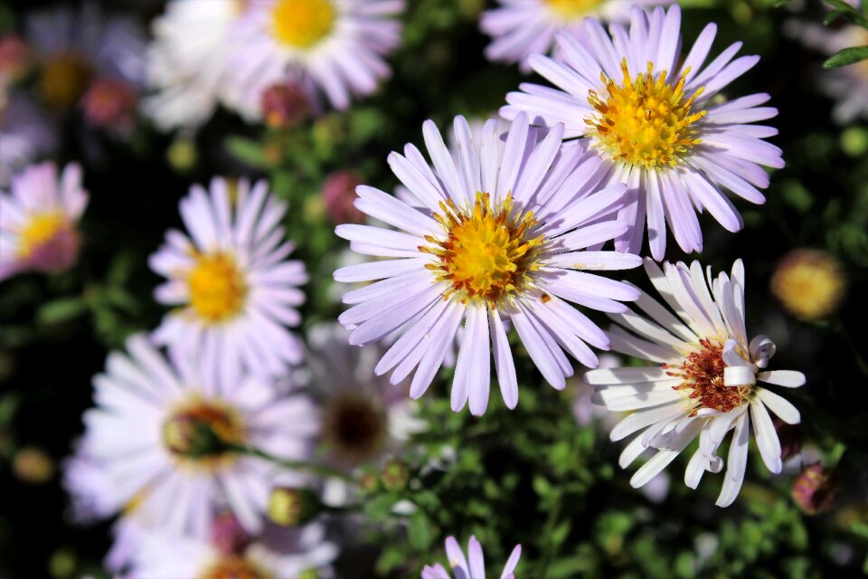 Flower garden nature