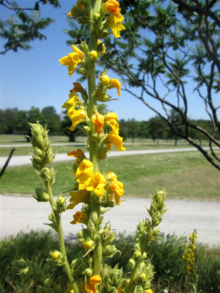 Kleinblütige Königskerze (Verbascum thapsus) an einer Parkplatzwiese in in Hockenheim