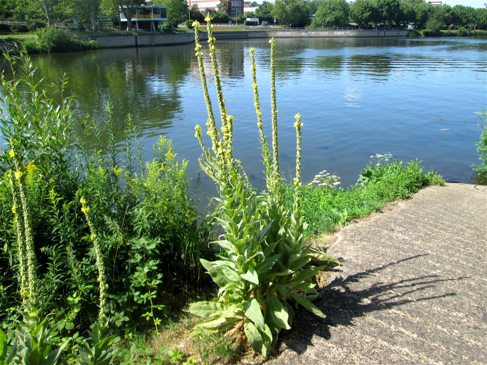 Kleinblütige Königskerze (Verbascum thapsus) an der Saar am Rand vom Bürgerpark Saarbrücken