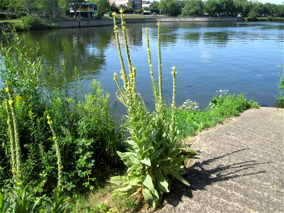 Kleinblütige Königskerze (Verbascum thapsus) an der Saar am Rand vom Bürgerpark Saarbrücken