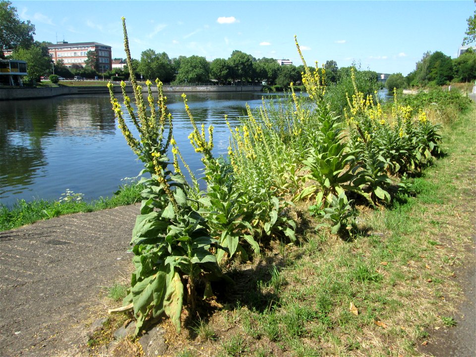 Kleinblütige Königskerze (Verbascum thapsus) an der Saar am Rand vom Bürgerpark Saarbrücken