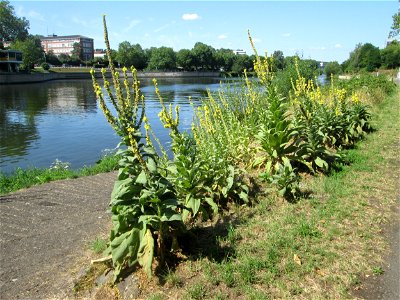 Kleinblütige Königskerze (Verbascum thapsus) an der Saar am Rand vom Bürgerpark Saarbrücken