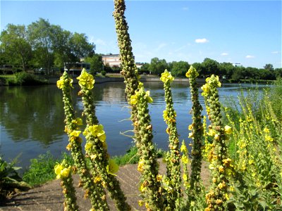 Kleinblütige Königskerze (Verbascum thapsus) an der Saar am Rand vom Bürgerpark Saarbrücken