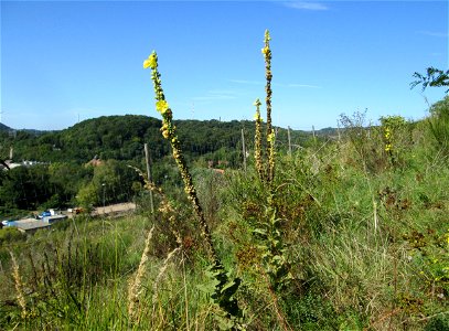 Kleinblütige Königskerze (Verbascum thapsus) an der Werkshalde Halberg in Brebach