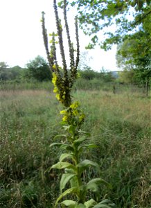 Kleinblütige Königskerze (Verbascum thapsus) nahe der an der Deutsch-Französischen Grenze in Güdingen-Unner