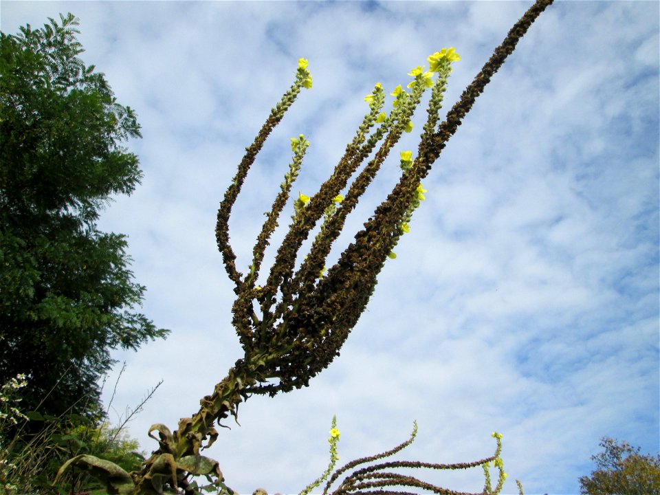 Kleinblütige Königskerze (Verbascum thapsus) in Malstatt