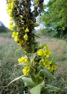 Kleinblütige Königskerze (Verbascum thapsus) nahe der an der Deutsch-Französischen Grenze in Güdingen-Unner