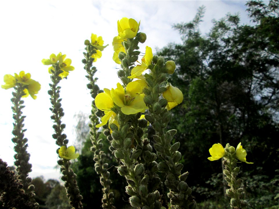Kleinblütige Königskerze (Verbascum thapsus) in Malstatt