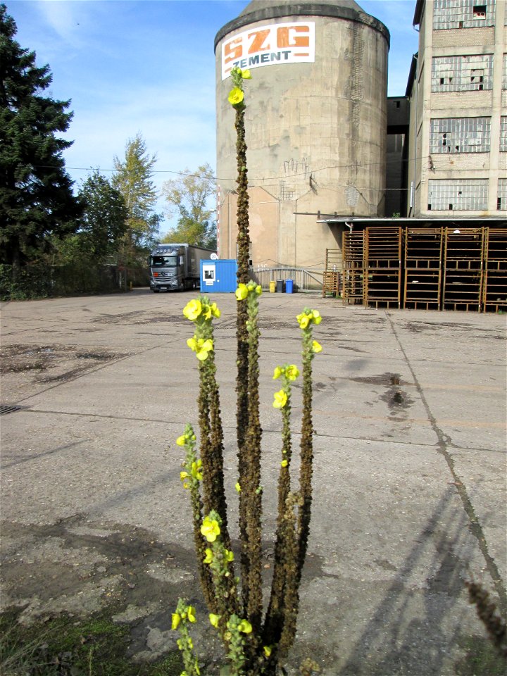 Kleinblütige Königskerze (Verbascum thapsus) in Brebach