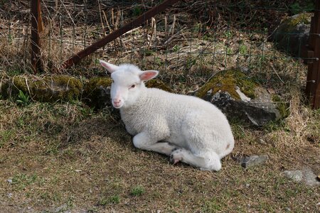 The sheep lamb domestic animal photo