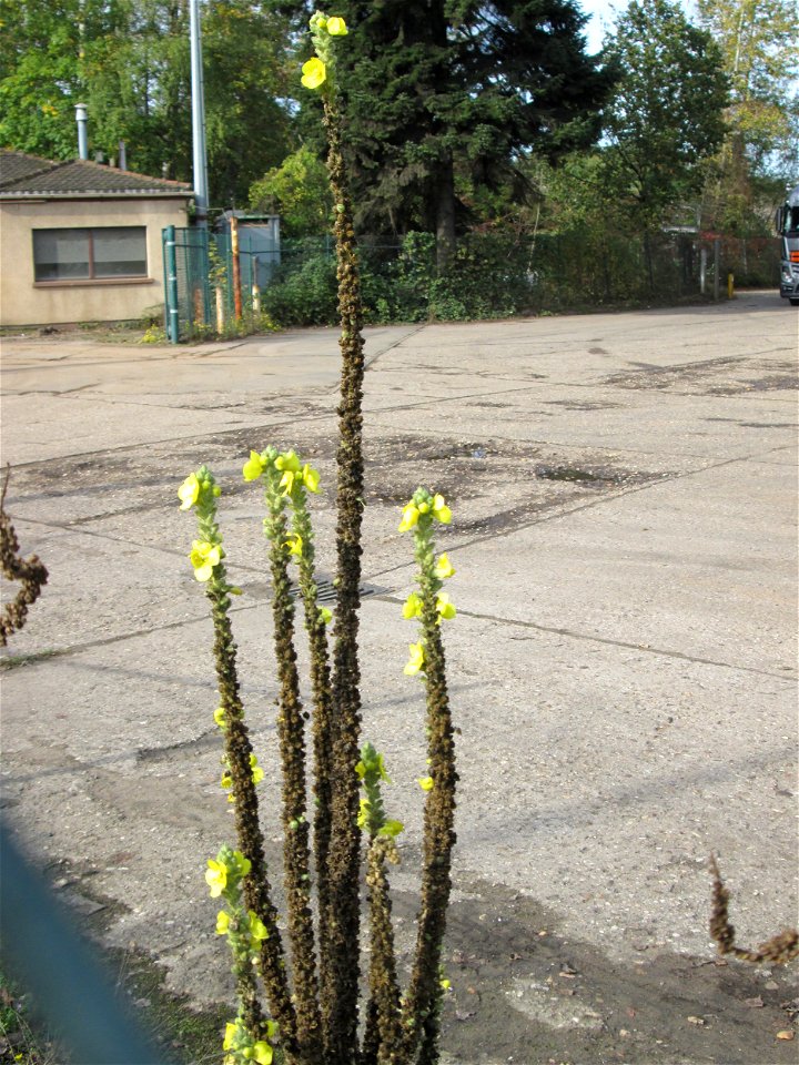 Kleinblütige Königskerze (Verbascum thapsus) in Brebach