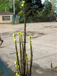 Kleinblütige Königskerze (Verbascum thapsus) in Brebach
