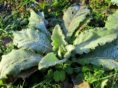 Vereiste Rosette der Kleinblütigen Königskerze (Verbascum thapsus) in Brebach
