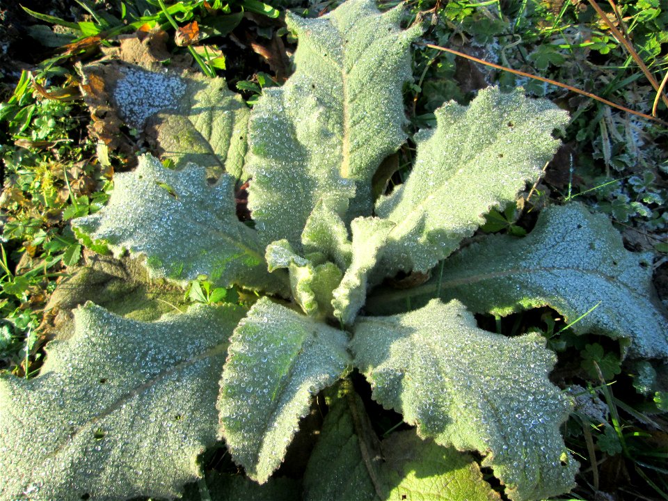 Vereiste Rosette der Kleinblütigen Königskerze (Verbascum thapsus) in Brebach