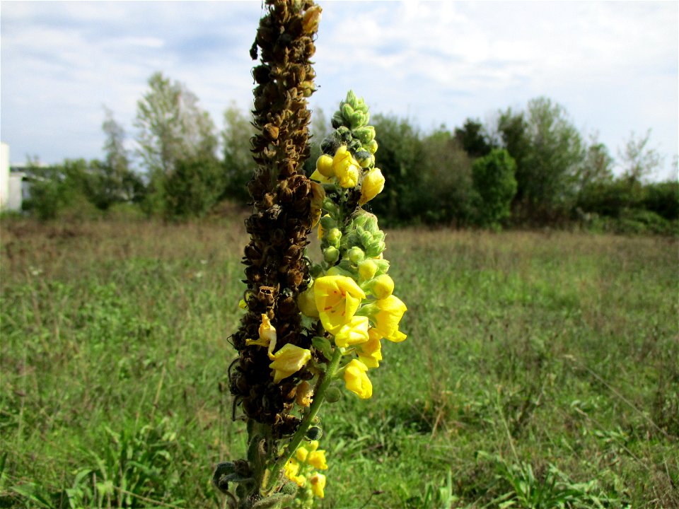 Kleinblütige Königskerze (Verbascum thapsus) in einer Heidelandschaft in Brebach
