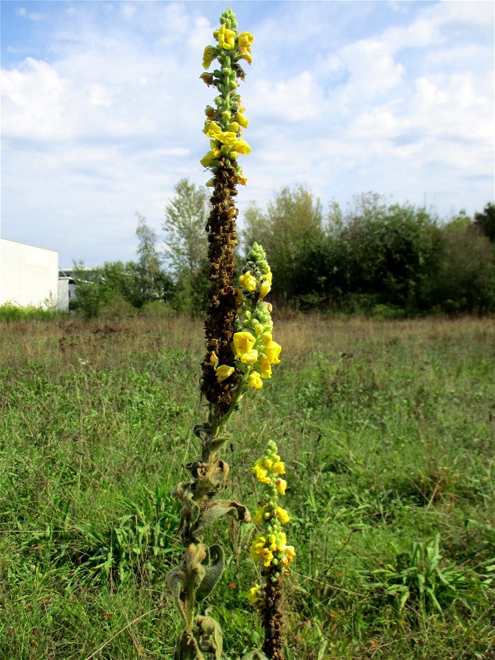 Kleinblütige Königskerze (Verbascum thapsus) in einer Heidelandschaft in Brebach