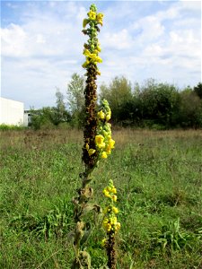 Kleinblütige Königskerze (Verbascum thapsus) in einer Heidelandschaft in Brebach