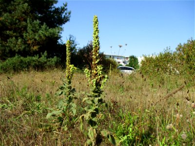 Kleinblütige Königskerze (Verbascum thapsus) in einer Heidelandschaft in Brebach