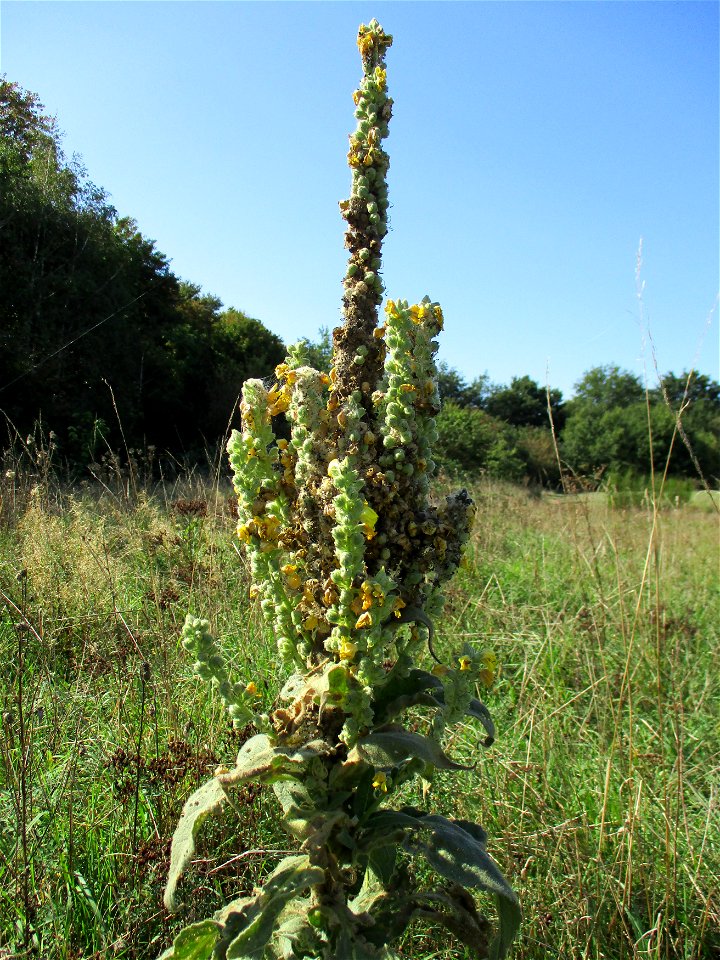 Kleinblütige Königskerze (Verbascum thapsus) in einer Heidelandschaft in Brebach