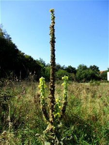 Kleinblütige Königskerze (Verbascum thapsus) in einer Heidelandschaft in Brebach