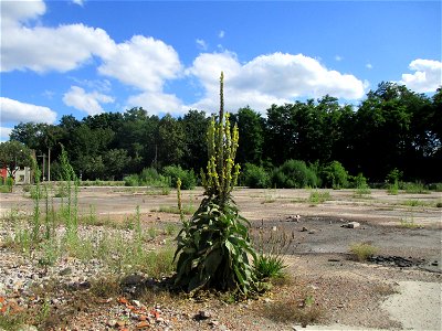 Kleinblütige Königskerze (Verbascum thapsus) auf einer Brachfläche der Halberger Hütte in Brebach