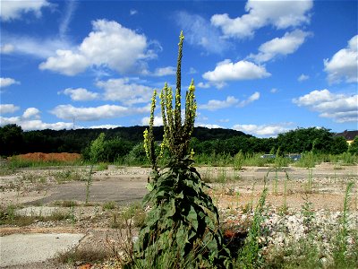 Kleinblütige Königskerze (Verbascum thapsus) auf einer Brachfläche der Halberger Hütte in Brebach