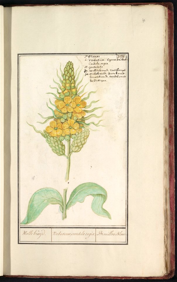 IdentificatieTitel(s): Koningskaars (Verbascum thapsus)Wolle Kruijd. / Verbascum, candela regia. / Bouillon blanc (titel op object)Objecttype: tekening Objectnummer: RP-T-BR-2017-1-11-36Omschrijving: 