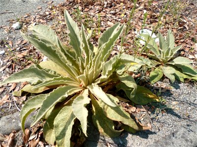 Rosettes de Verbascum thapsus à Toulouse.