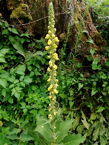 Tige de verbascum thapsus