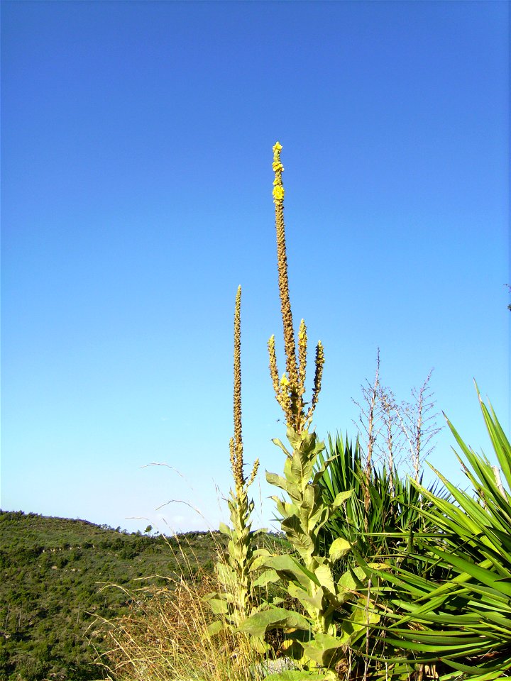 Verbascum thapsus in Castelltallat, Catalonia