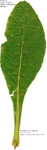 Verbascum thapsus leaf,
