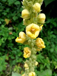 Verbascum thapsus