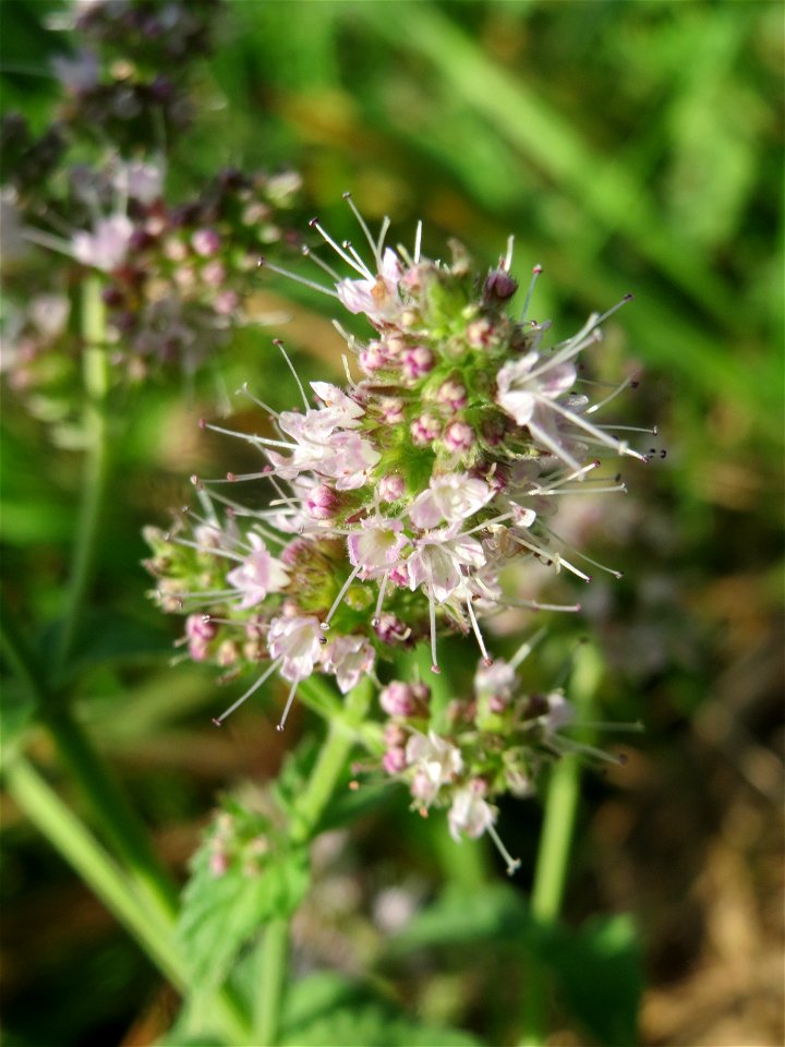 Grüne Minze (Mentha spicata) bei Hockenheim