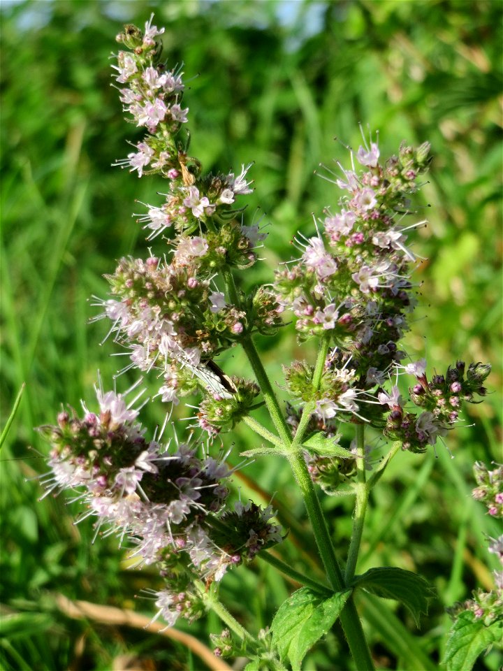 Grüne Minze (Mentha spicata) bei Hockenheim