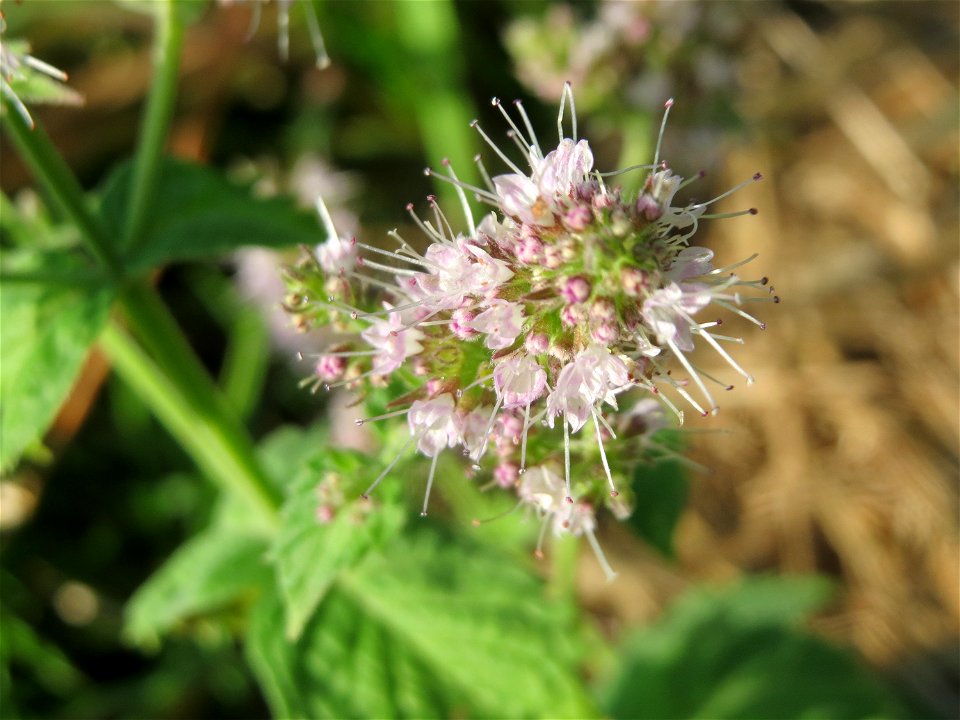 Grüne Minze (Mentha spicata) bei Hockenheim