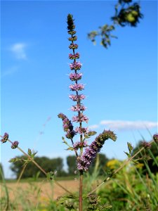 Grüne Minze (Mentha spicata) bei Hockenheim