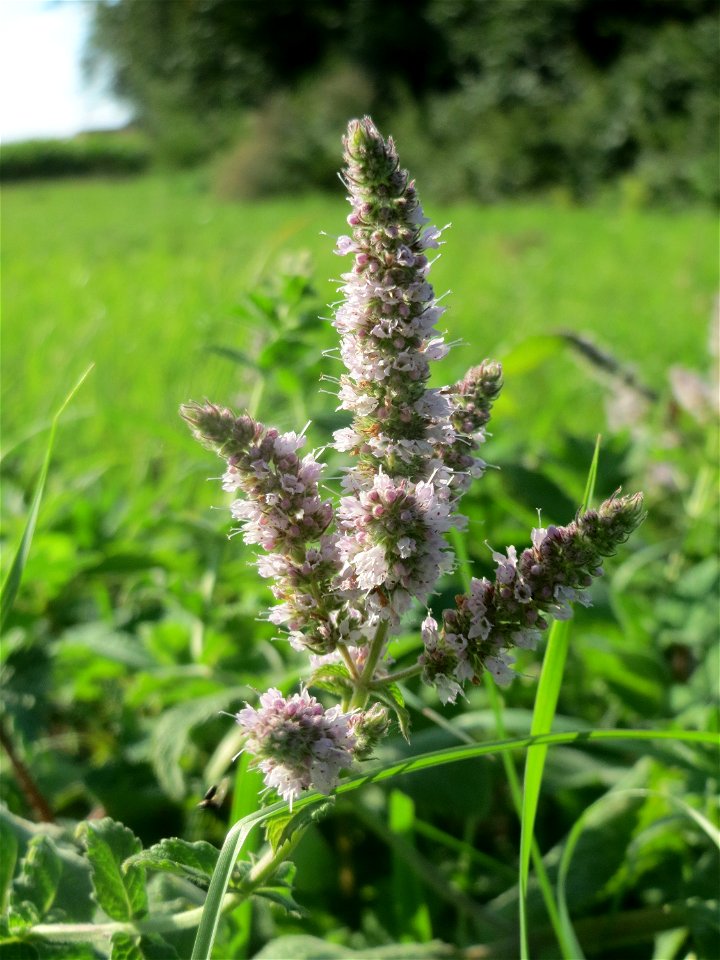 Grüne Minze (Mentha spicata) bei Hockenheim