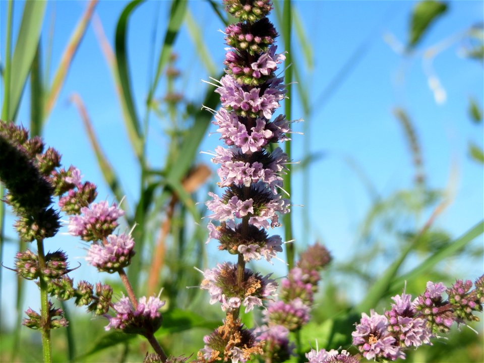 Grüne Minze (Mentha spicata) bei Hockenheim