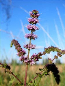 Grüne Minze (Mentha spicata) bei Hockenheim