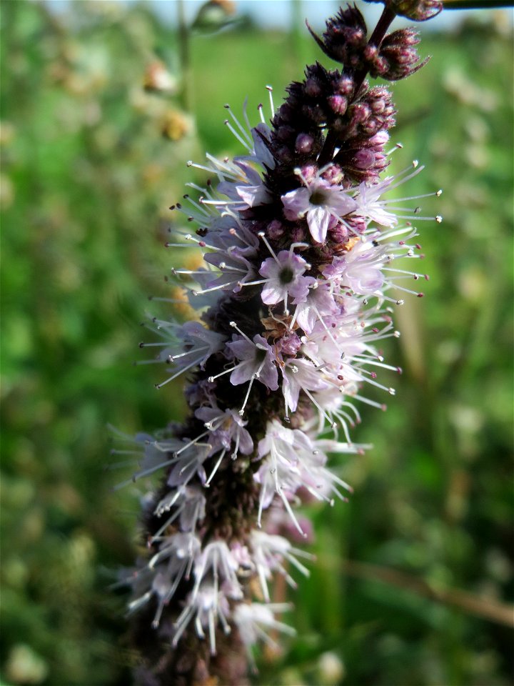 Grüne Minze (Mentha spicata) in der "Au" bei Hockenheim