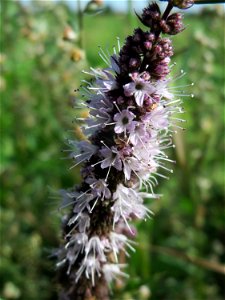 Grüne Minze (Mentha spicata) in der "Au" bei Hockenheim