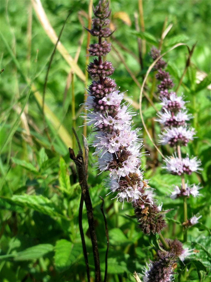 Grüne Minze (Mentha spicata) in der "Au" bei Hockenheim