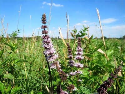 Grüne Minze (Mentha spicata) in der "Au" bei Hockenheim