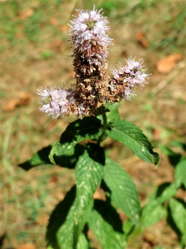 Grüne Minze (Mentha spicata) in Saarbrücken - im Unterschied zur Rossminze sehr aromatisch und geeignet als Tee und Speisewürze