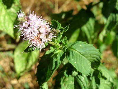 Grüne Minze (Mentha spicata) in Saarbrücken - im Unterschied zur Rossminze sehr aromatisch und geeignet als Tee und Speisewürze