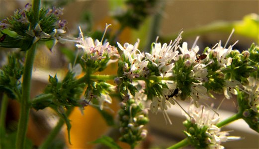 ants on spearmint flowers