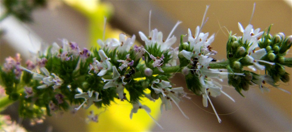 ants on spearmint flowers