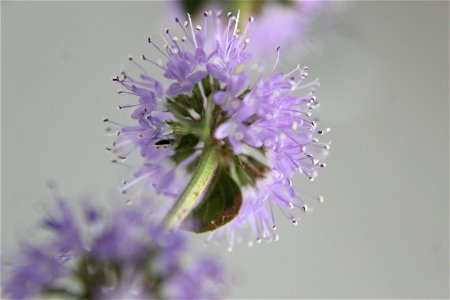 Mentha Pulegium (Pennyroyal) Flower